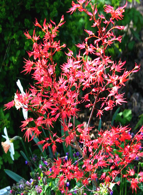 马洋亭下槭树园 粉矮人 粉红色的威尔逊小矮人Acer palmatum枫树