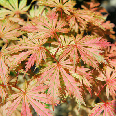 马洋亭下粉色日本阳台盆栽槭树