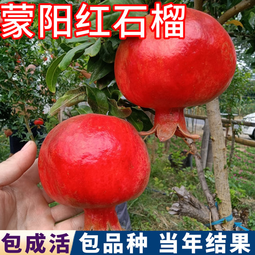蒙阳红石榴树包活包结果现挖发货