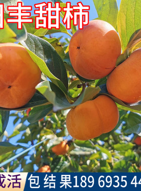 阳丰脆柿树包活包对版现挖发货