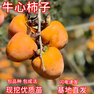牛心柿子树苗耐寒大庭院软柿子苗南北方盆栽嫁接苗矮化甜柿子树苗