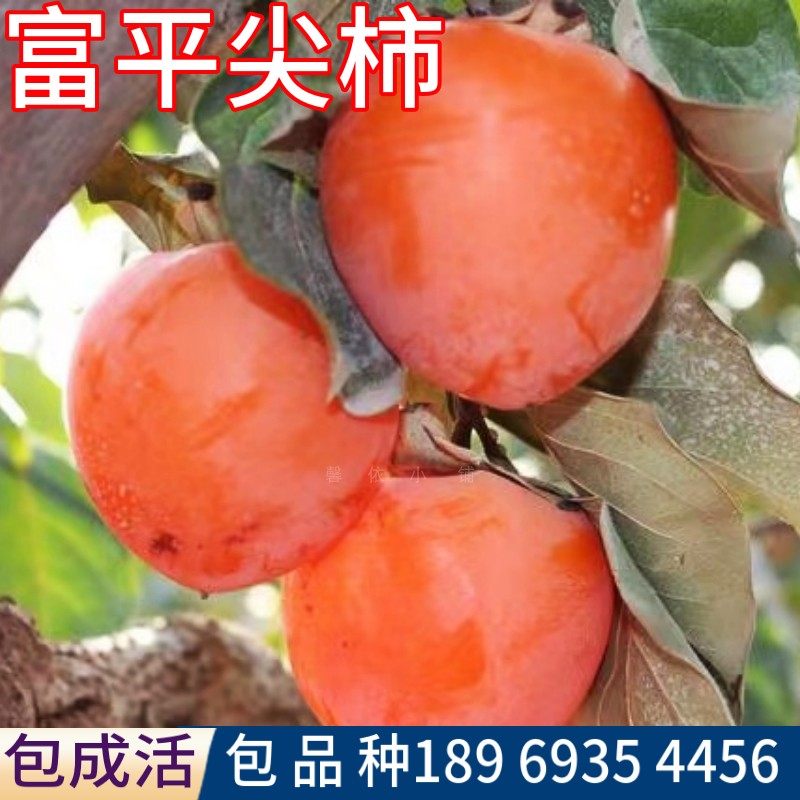 富平尖柿子树果苗包成活当年结果图片