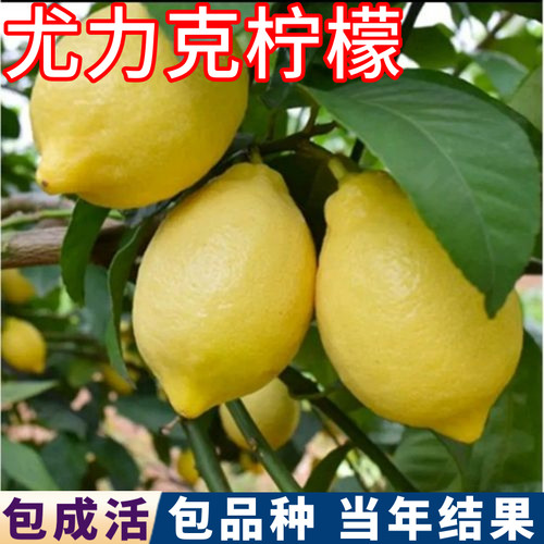 尤力克柠檬带土球带叶子现挖发货