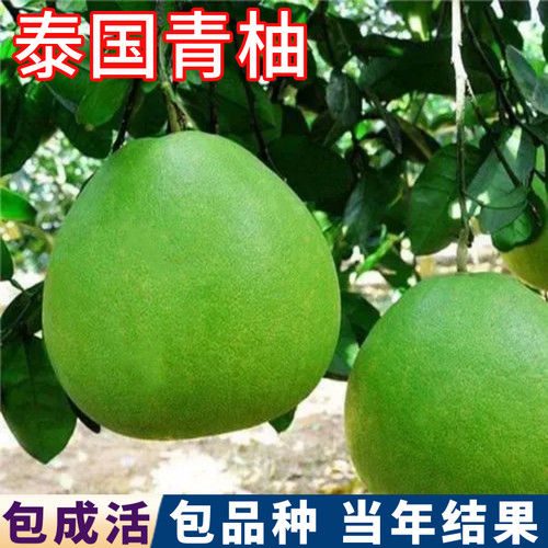 泰国青柚树苗包成活包结果精品苗