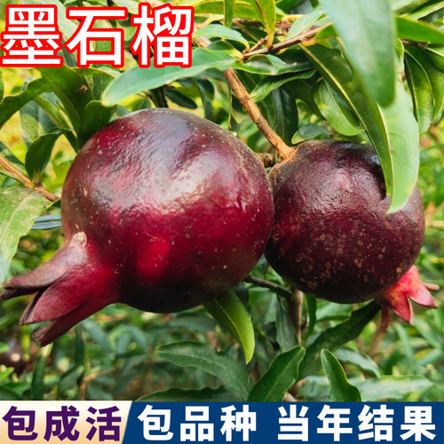 墨石榴树包活包结果现挖发货壮苗