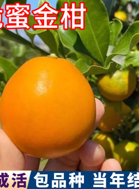 脆蜜金柑树苗壮苗包品种当年结果