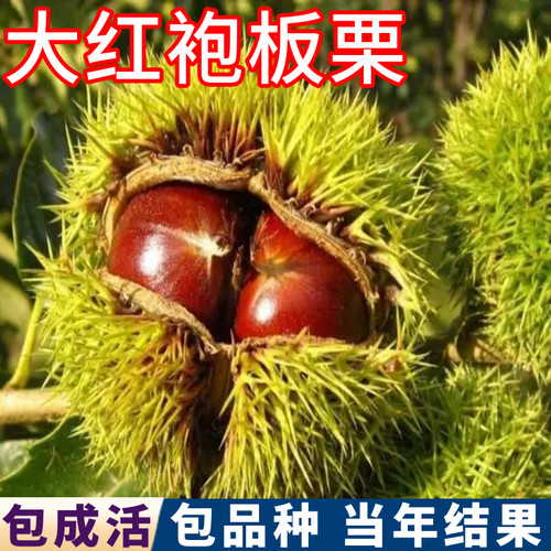 大红袍板栗树果苗现挖发货包成活