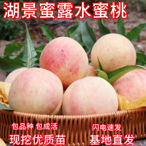 湖景蜜露桃树苗现挖精品苗包活