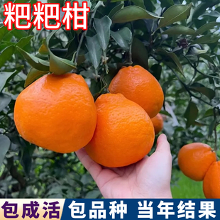 春见耙耙柑树苗南北方庭院特大桔子树苗盆栽苗橘子嫁接苗当年结果