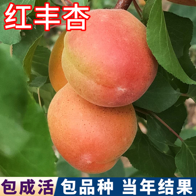 红丰杏树包活包对版现挖发货