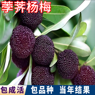 荸荠杨梅苗南北方庭院特大杨梅树树苗盆栽矮化嫁接苗早熟当年结果