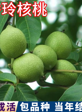 香玲核桃树果苗现挖发货当年结果