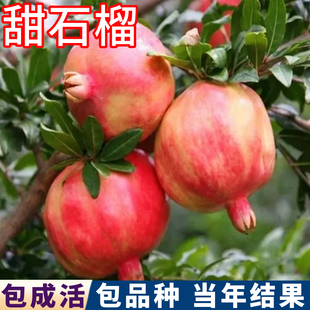 甜石榴树苗特大嫁接盆栽果树南北方庭院地栽果苗软籽耐寒石榴老桩