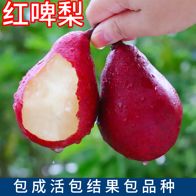 红啤梨树苗包品种包成活当年结果