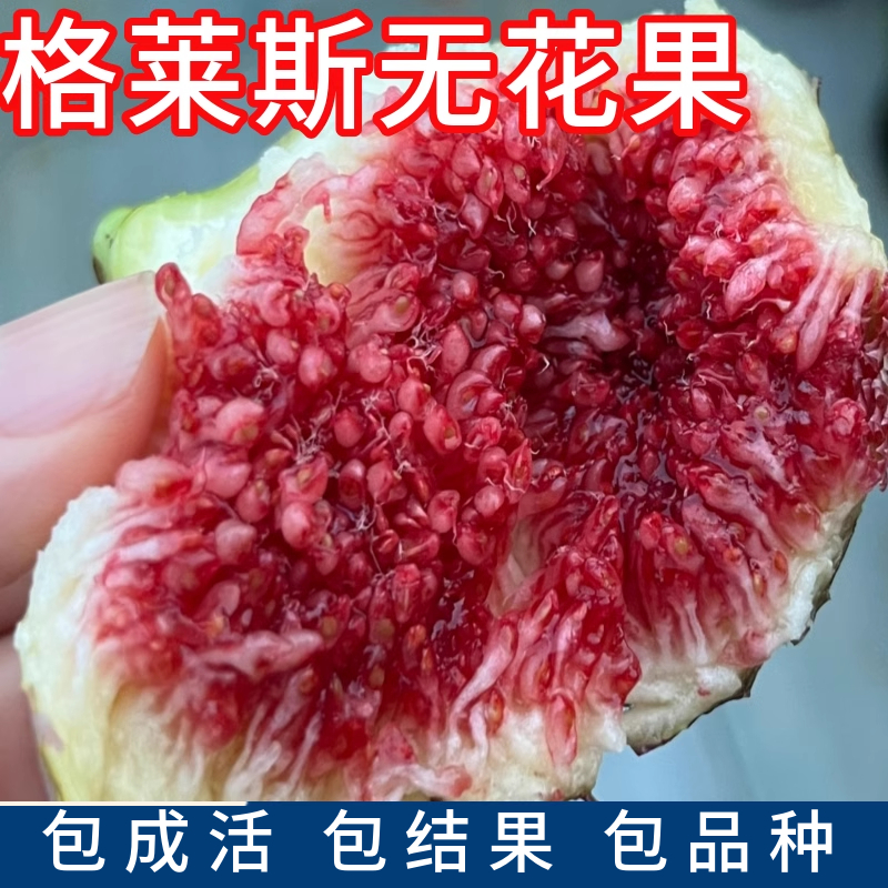 格莱斯无花果树现挖包活包结果