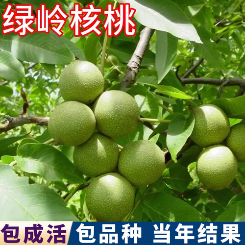 绿岭核桃树果苗包活耐寒当年结果
