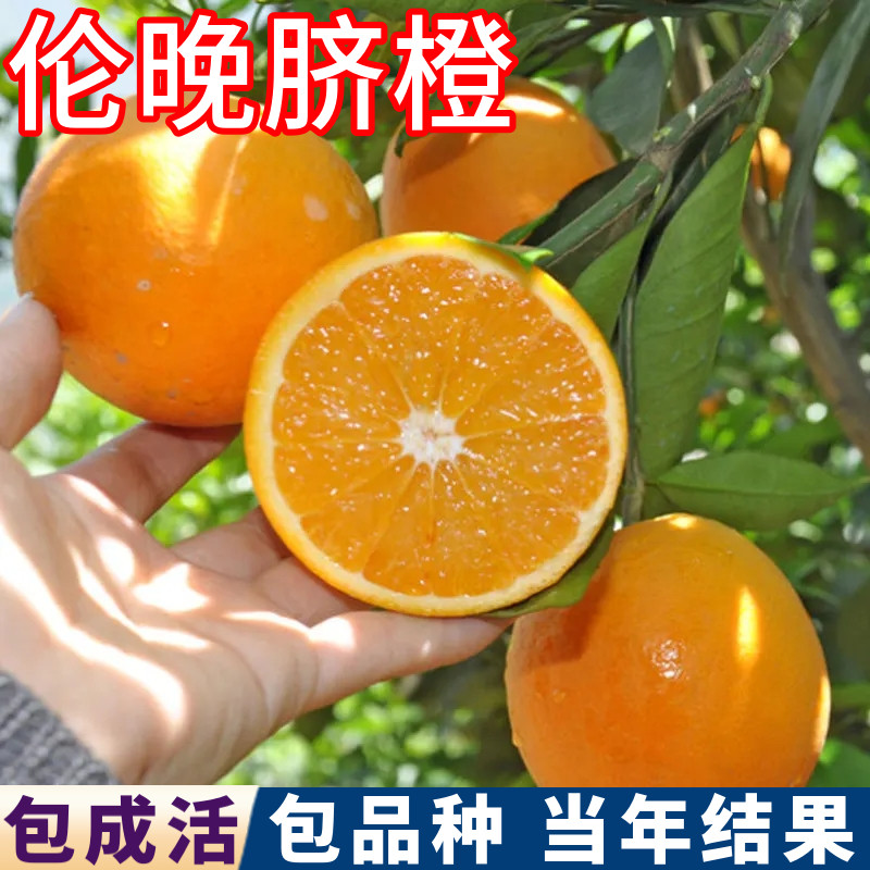 伦晚脐橙苗带土带叶基地现挖包活图片