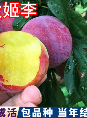 秋姬李子树包活现挖发当年结果