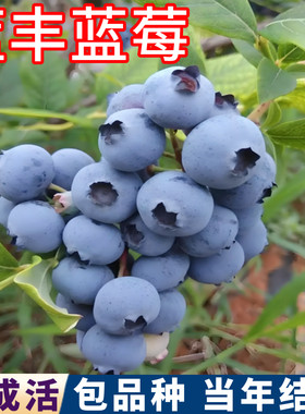 蓝丰蓝莓树苗现挖发货壮苗包成活