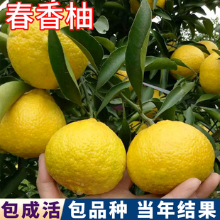春香柚子树苗南北方庭院柚子大树苗盆栽嫁接苗黄金贡柚苗当年结果