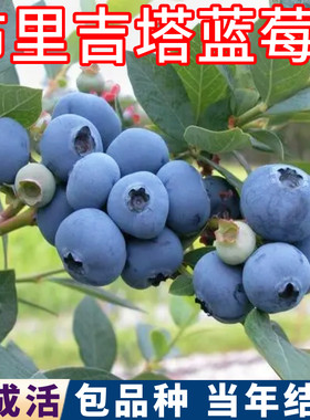 布里吉塔蓝莓树果苗包活当年结果