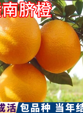 赣南脐橙树苗带原土叶子包成活