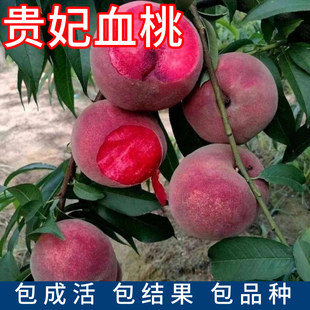 血桃树果苗特大嫁接水蜜桃树南北方种植果树果苗庭院地栽当年结果
