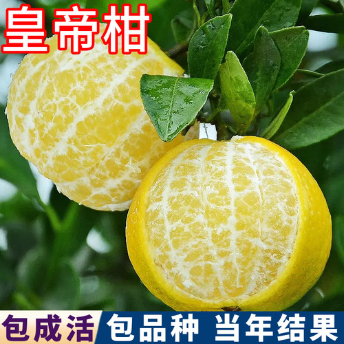 皇帝柑树苗壮苗现挖包活当年结果