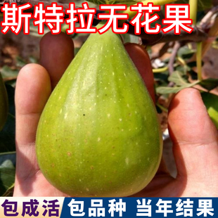 斯特拉无花果树苗南北方庭院地栽超大号果树盆栽果苗耐寒当年结果