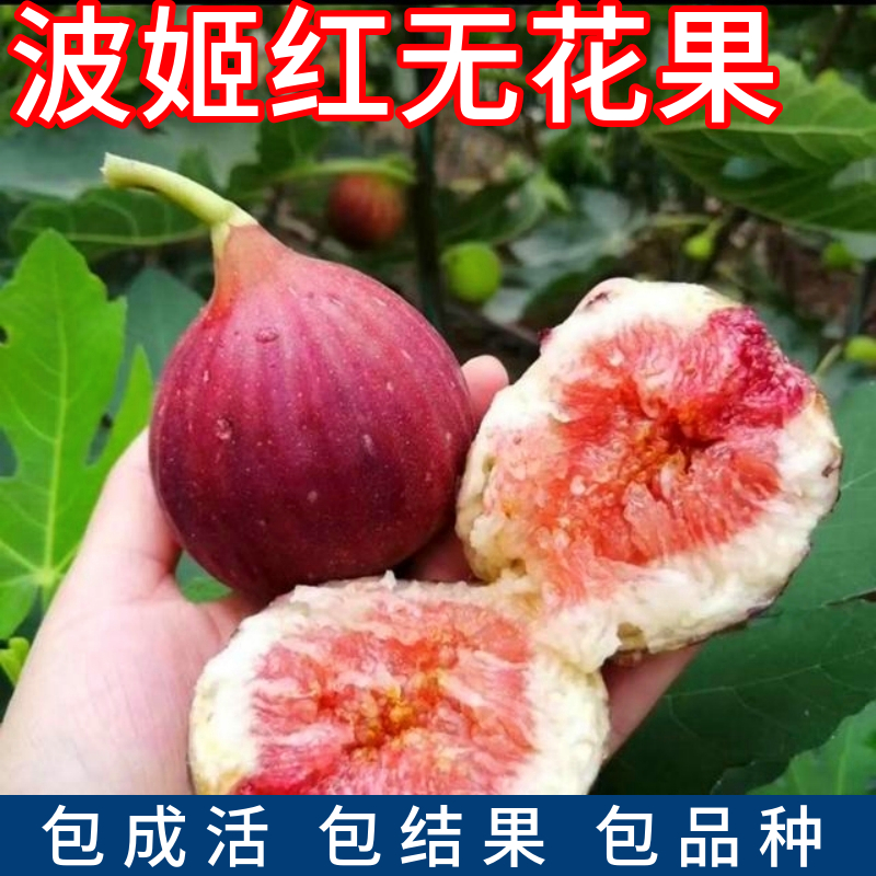波姬红无花果苗盆栽地栽当年结果