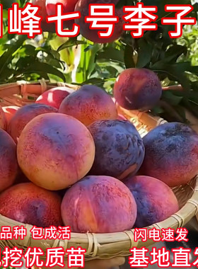 国峰七号李子树苗新品种现挖发货