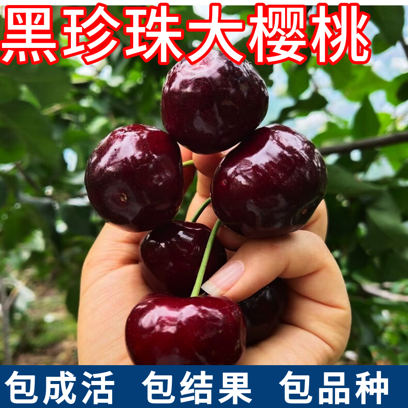 黑珍珠大樱桃苗现挖发包活包结果