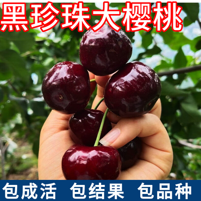 黑珍珠大樱桃苗现挖发包活包结果