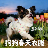 蝴蝶犬专用狗狗衣服春装 全棉纱透气宠物小型犬背心小狗春夏天 薄款