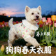 西高地专用狗狗衣服春装 全棉纱透气宠物小型犬背心小狗春夏天 薄款