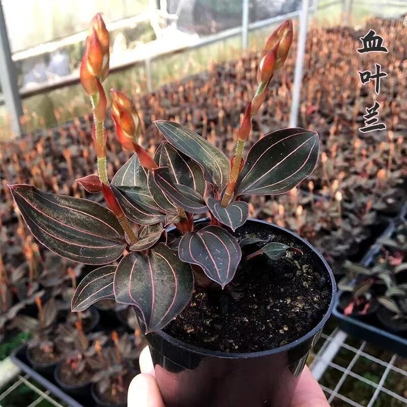 三线血叶兰盆栽锦绣宝石兰公石松石蚕林种植苗金线石面莲原盆原土