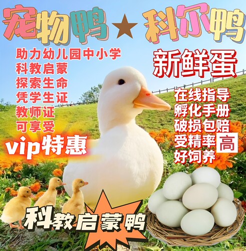 科尔新鲜宠物鸭受精蛋可人工孵化