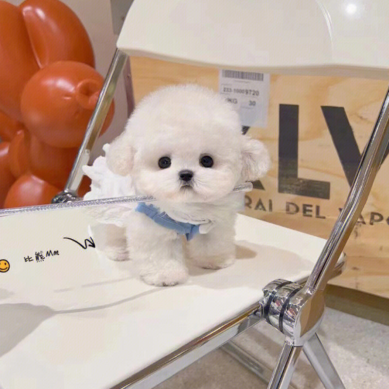 小体纯种飞耳比熊犬幼犬法国卷毛小型犬宠物狗茶杯犬CKU上海犬舍