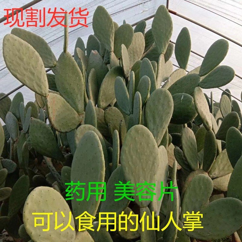 仙人掌盆栽室内绿植可食用老桩米邦塔美容老片防 仙人掌盆栽室内绿植可食用老桩米邦塔美容老片防