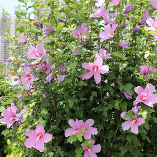 木槿花苗庭院路边绿化带花卉树苗
