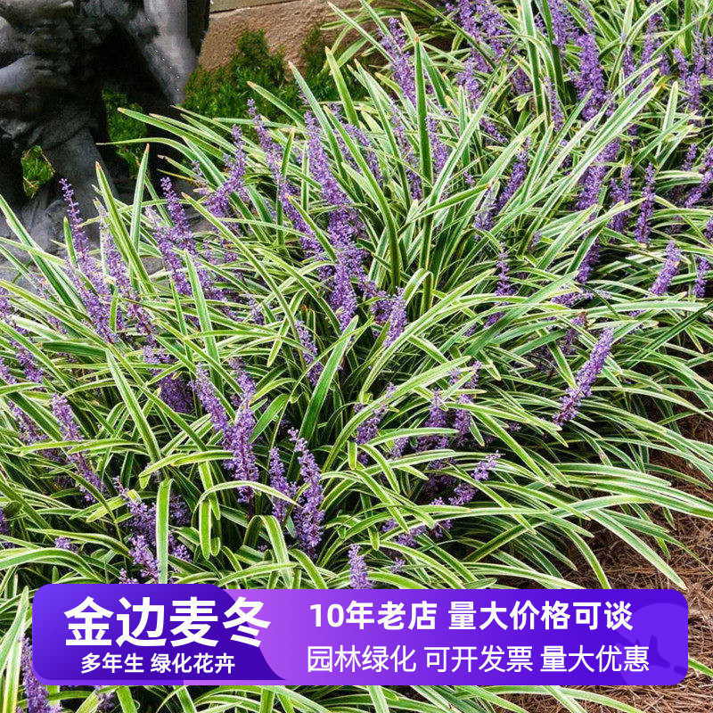 金边麦冬草苗工程绿化植物四季常青小区道路绿化苗木庭院花草绿植