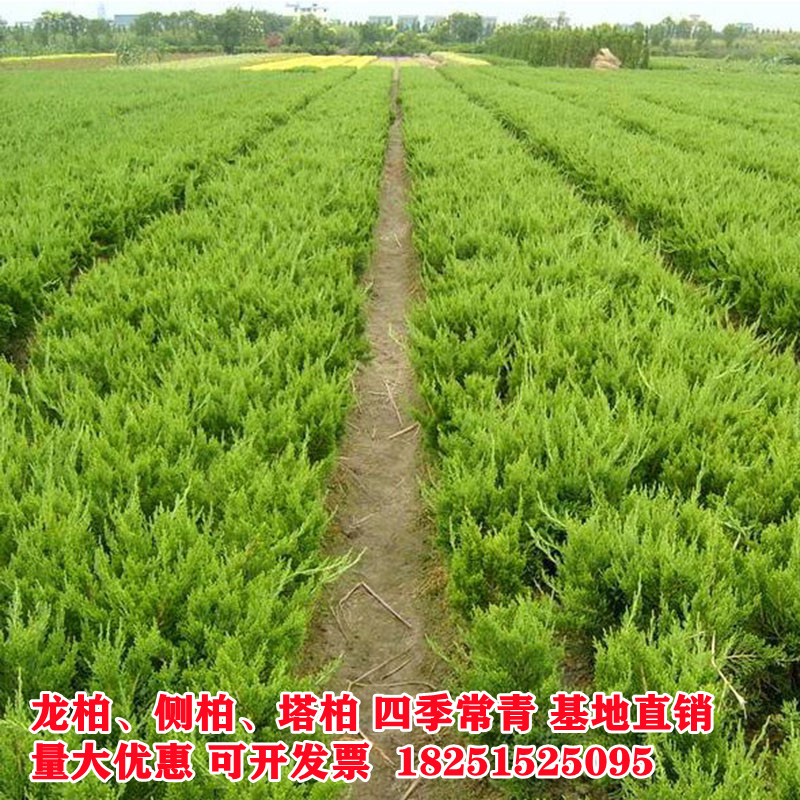 松柏路边公墓绿化苗荒山造林直销