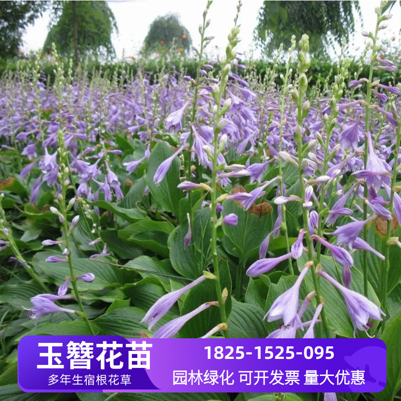 玉簪花苗庭院绿化花卉小区户外多年生耐阴植物盆栽道路工程绿化苗