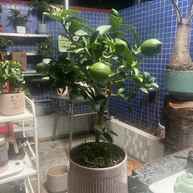 柠檬树的白月光 台湾香妃柠檬树 四季循环开花结果1.5加仑陶瓷盆