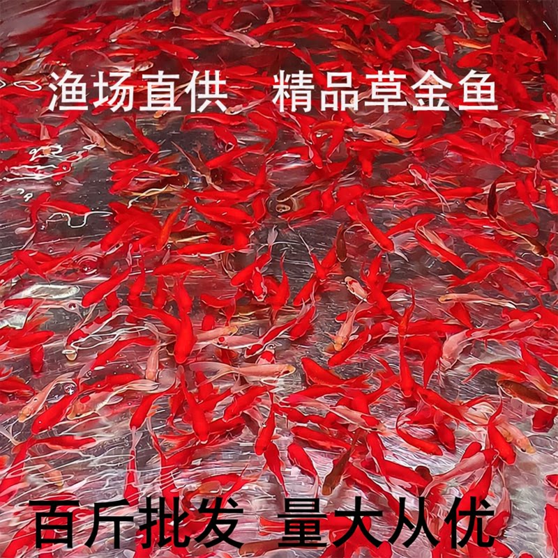 渔场直发丨草金鱼锦鲫锦鲤冷水淡水观赏鱼苗饲料鱼钓场批发草金鱼