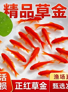 草金鱼活体锦鲫锦鲤活鱼观赏鱼淡水鱼冷水鱼小型鱼苗红鲫鱼花草金
