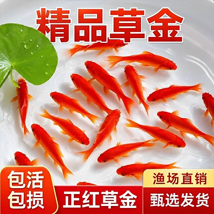 草金鱼活体锦鲫锦鲤活鱼观赏鱼淡水鱼冷水鱼小型鱼苗红鲫鱼花草金