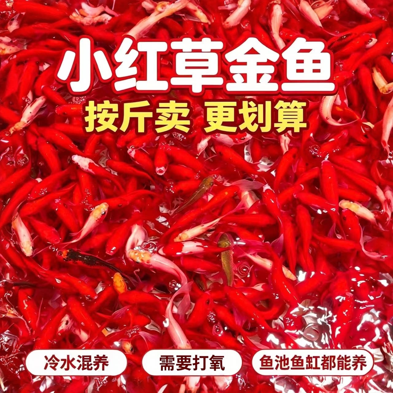 冷水淡水草金鱼活体耐活按斤卖