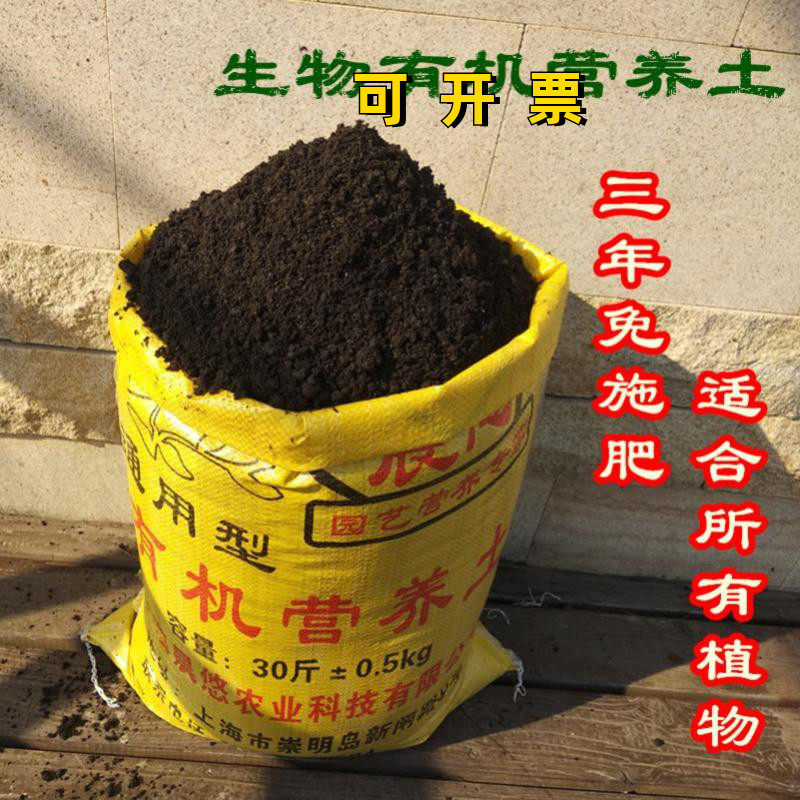有机玫瑰盆栽透气菜园月季