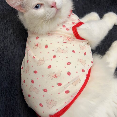 可爱猫咪衣服无袖背心式网纱布
